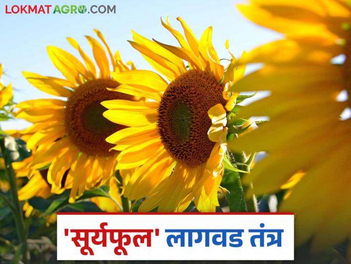 Suryaful Lagwad: A profitable oilseed crop in summer season 'Sunflower'; How to cultivate? | Suryaful Lagwad : उन्हाळी हंगामात फायद्याचे तेलबिया पिक 'सूर्यफूल'; कशी कराल लागवड? Suryaful Lagwad: A profitable oilseed crop in summer season 'Sunflower'; How to cultivate? | Suryaful Lagwad : उन्हाळी हंगामात फायद्याचे तेलबिया पिक 'सूर्यफूल'; कशी कराल लागवड?