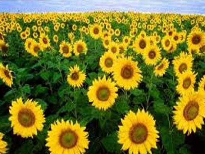At Rs 6,500 per quintal for sunflower farmers still prefer sorghum sowing | साडेसहा हजारांचा भाव असूनही शेतकऱ्यांची सूर्यफुलाकडे पाठ At Rs 6,500 per quintal for sunflower farmers still prefer sorghum sowing | साडेसहा हजारांचा भाव असूनही शेतकऱ्यांची सूर्यफुलाकडे पाठ