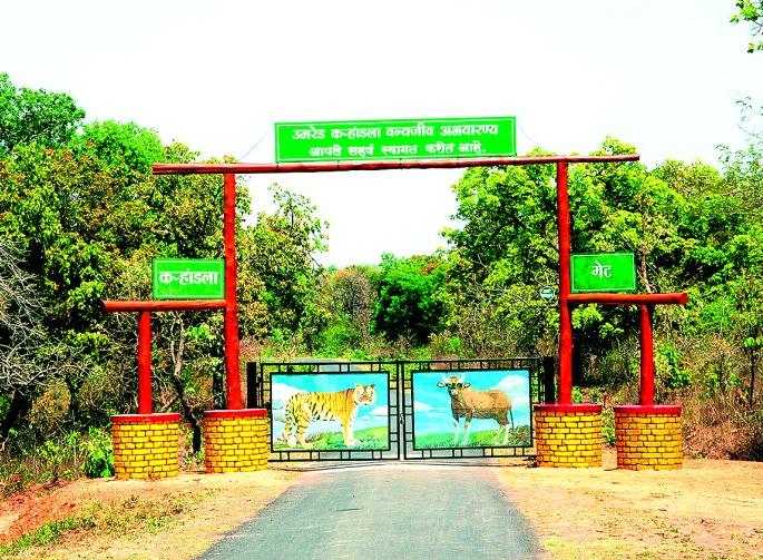 What is the strategy for sanctuary project ? | अभयारण्य प्रकल्पग्रस्तांसाठी धोरण कोणते?