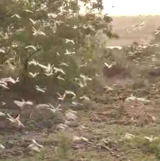 Locust infestation in Narkhed taluka of Nagpur district; Farmers scared | नागपूर जिल्ह्यातील नरखेड तालुक्यात टोळधाडीचा प्रवेश; शेतकरी भयभीत Locust infestation in Narkhed taluka of Nagpur district; Farmers scared | नागपूर जिल्ह्यातील नरखेड तालुक्यात टोळधाडीचा प्रवेश; शेतकरी भयभीत