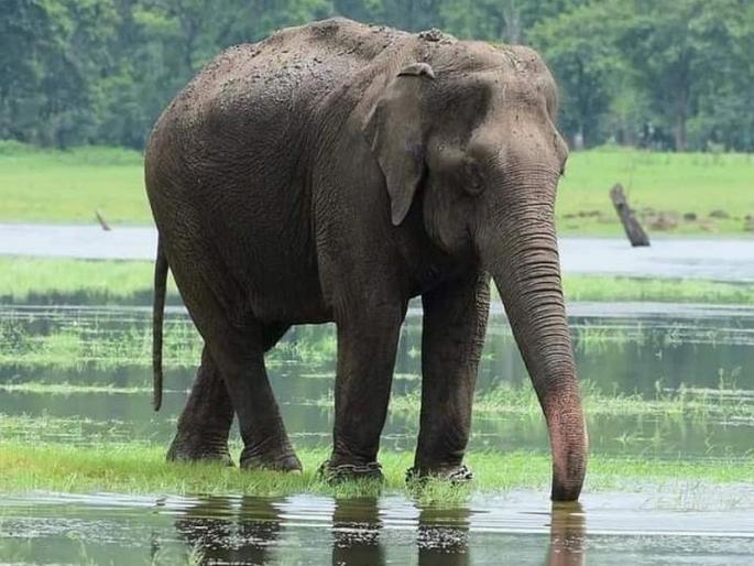 'Mangla' elephant migration re-attempted; Forest Minister Sudhir Mungantiwar intervened after villagers protested | 'मंगला' हत्तीणीच्या स्थलांतराचा पुन्हा प्रयत्न; ग्रामस्थांच्या विरोधानंतर वनमंत्र्यांचा हस्तक्षेप