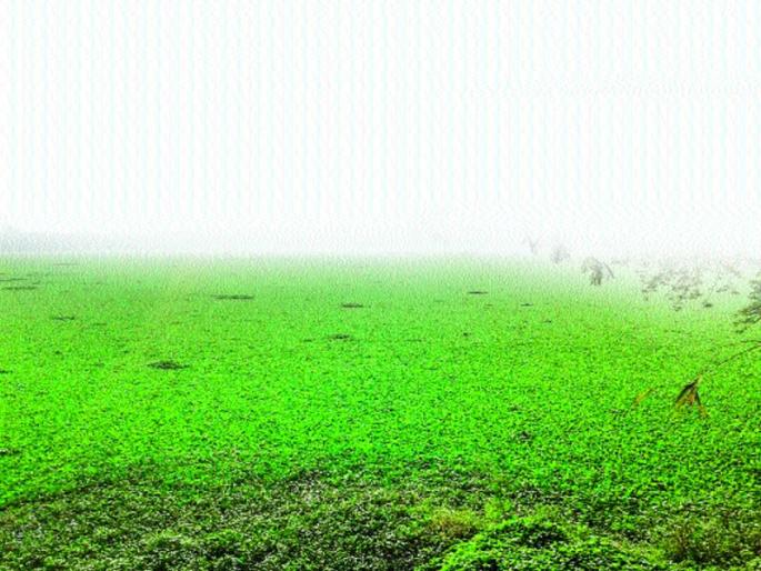 Stone reservoir formed by stone lakes, three-tenth of the lake safety | पाषाण तलाव बनलाय तळीरामांचा अड्डा, तलावाच्या सुरक्षेचे तीन तेरा Stone reservoir formed by stone lakes, three-tenth of the lake safety | पाषाण तलाव बनलाय तळीरामांचा अड्डा, तलावाच्या सुरक्षेचे तीन तेरा