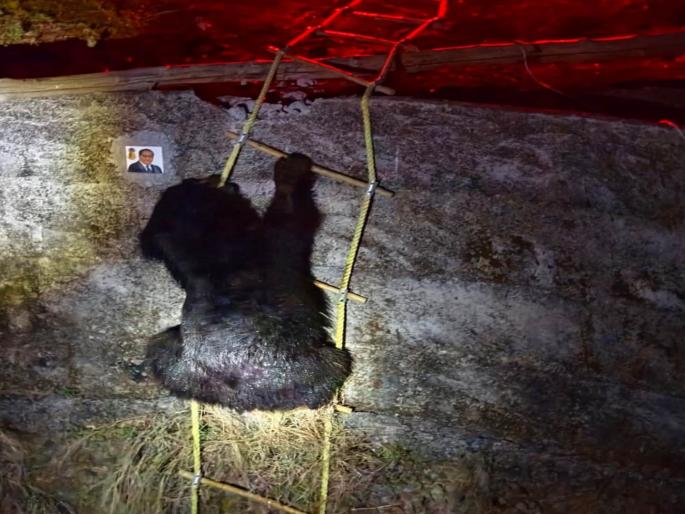 rescue given to a bear that fell into a 50 feet well incident near dewari village in buldhana  | ५० फूट विहिरीत पडलेल्या अस्वलाला दिले जीवनदान; देव्हारी गावाजवळील घटना  rescue given to a bear that fell into a 50 feet well incident near dewari village in buldhana  | ५० फूट विहिरीत पडलेल्या अस्वलाला दिले जीवनदान; देव्हारी गावाजवळील घटना