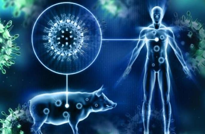 Two victims of swine flu: 25 patients in Nagpur's Gorewara area | स्वाईन फ्लूचे दोन बळी : नागपूरच्या गोरेवाडा परिसरात २५ वर रुग्णांची शक्यता Two victims of swine flu: 25 patients in Nagpur's Gorewara area | स्वाईन फ्लूचे दोन बळी : नागपूरच्या गोरेवाडा परिसरात २५ वर रुग्णांची शक्यता