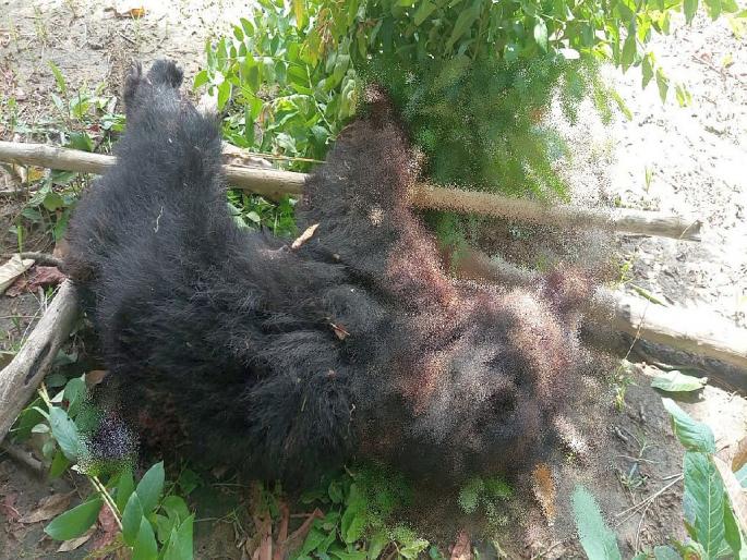 bear attack on a farmer in the forest, killing both of them while fighting with an ax | जंगलात अस्वलाचा शेतकऱ्यावर हल्ला; कुऱ्हाडीने प्रतिकार करताना झटापटीत दोघांचाही मृत्यू