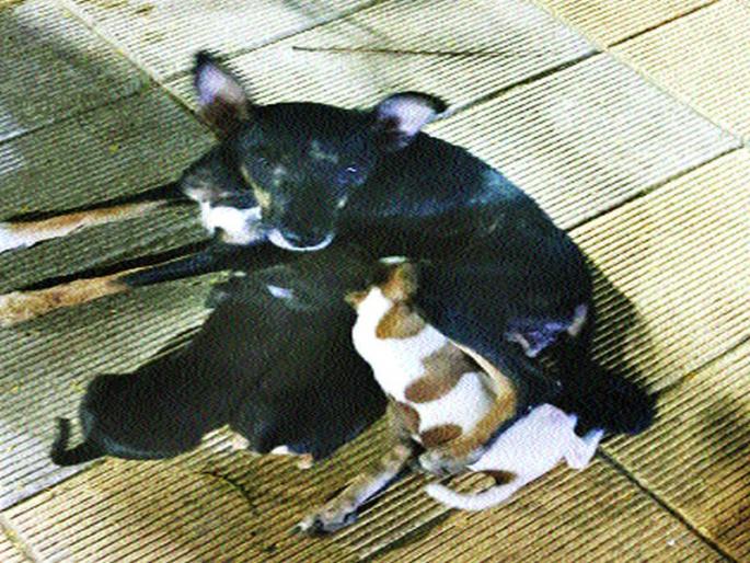 The five puppies of the dog remain intact; The Malad police started investigations | श्वानाच्या ‘त्या’ पाच पिल्लांचे गूढ कायम; मालाड पोलिसांकडून तपास सुरू The five puppies of the dog remain intact; The Malad police started investigations | श्वानाच्या ‘त्या’ पाच पिल्लांचे गूढ कायम; मालाड पोलिसांकडून तपास सुरू