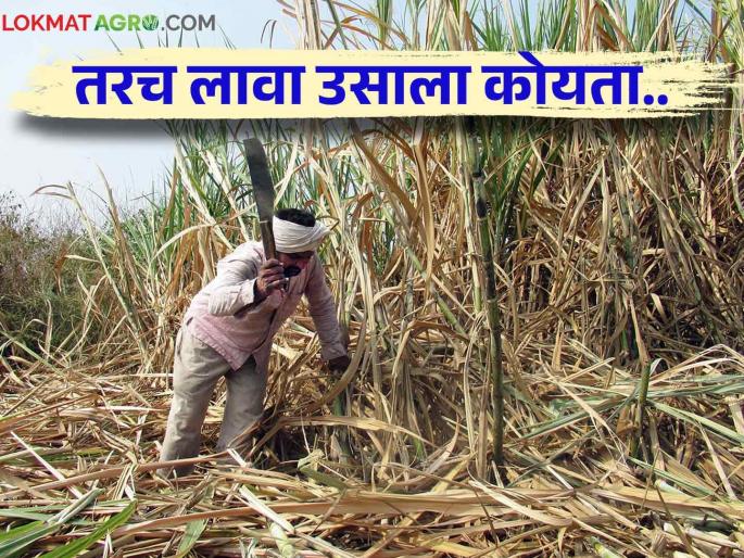 Swabhimani Us Parishad : What will happen in Swabhimani Us Parishad this year read in detail | Swabhimani Us Parishad : यंदा स्वाभिमानी च्या ऊस परिषदेत काय झाले ठराव.. वाचा सविस्तर Swabhimani Us Parishad : What will happen in Swabhimani Us Parishad this year read in detail | Swabhimani Us Parishad : यंदा स्वाभिमानी च्या ऊस परिषदेत काय झाले ठराव.. वाचा सविस्तर