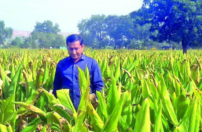 Organic turmeric produced by a highly educated youth | शिर्ला येथील उच्चविद्याविभूषित युवकाने उत्पादित केली सेंद्रिय हळद Organic turmeric produced by a highly educated youth | शिर्ला येथील उच्चविद्याविभूषित युवकाने उत्पादित केली सेंद्रिय हळद