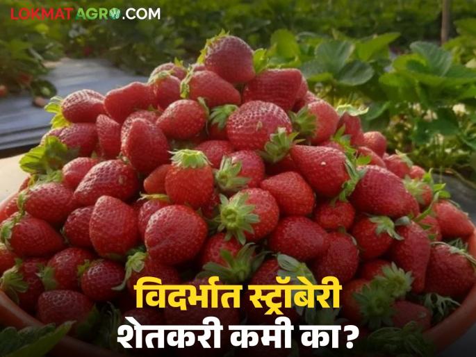 latest news Strawberry Farming: Why are there fewer strawberry farmers in Vidarbha? What is the reason? Read in detail | Strawberry Farming : विदर्भात स्ट्रॉबेरी शेतकरी कमी का? काय आहे कारण वाचा सविस्तर latest news Strawberry Farming: Why are there fewer strawberry farmers in Vidarbha? What is the reason? Read in detail | Strawberry Farming : विदर्भात स्ट्रॉबेरी शेतकरी कमी का? काय आहे कारण वाचा सविस्तर