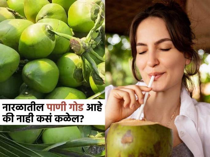 How to identify sweet water coconut, follow these tips while buying | शहाळ्यात भरपूर पाणी आहे, ते गोडच आहे हे ओळखण्याची पाहा पैसावसूल ट्रिक, परफेक्ट शहाळं निवडाल.. How to identify sweet water coconut, follow these tips while buying | शहाळ्यात भरपूर पाणी आहे, ते गोडच आहे हे ओळखण्याची पाहा पैसावसूल ट्रिक, परफेक्ट शहाळं निवडाल..