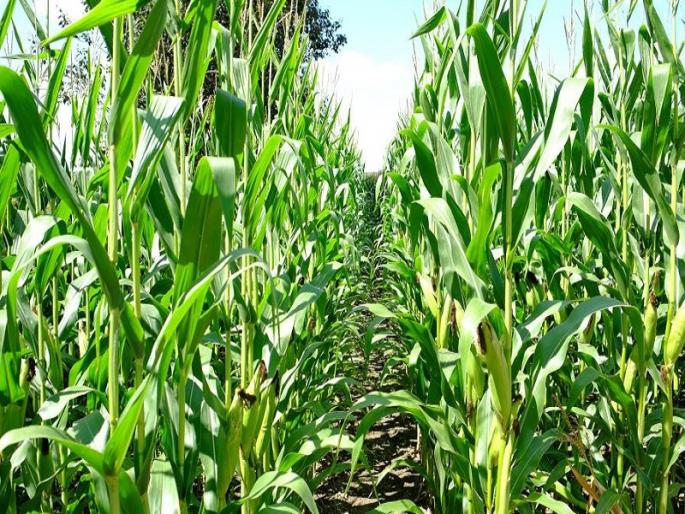 Maize crops blossom without grain; Agriculture Department blames seed company | मका पिक कणसाविनाच बहरले; कृषी विभागाचा बियाणे कंपनीवर ठपका Maize crops blossom without grain; Agriculture Department blames seed company | मका पिक कणसाविनाच बहरले; कृषी विभागाचा बियाणे कंपनीवर ठपका
