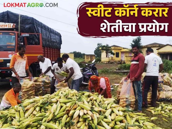 A successful experiment in sweet corn maize contract farming sold at twice the market price | Sweet Corn Market Price : स्वीट कॉर्न मका करार शेतीचा यशस्वी प्रयोग बाजारभावापेक्षा दुप्पट दराने विक्री वाचा सविस्तर