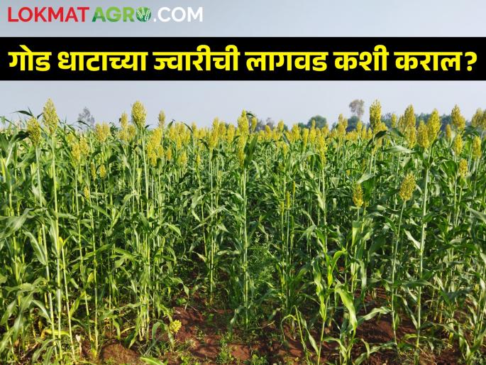 Jaggery can now be prepared from sweet sorghum; How to cultivation | आता ज्वारीपासून तयार करता येणार गुळ; कशी करायची लागवड Jaggery can now be prepared from sweet sorghum; How to cultivation | आता ज्वारीपासून तयार करता येणार गुळ; कशी करायची लागवड
