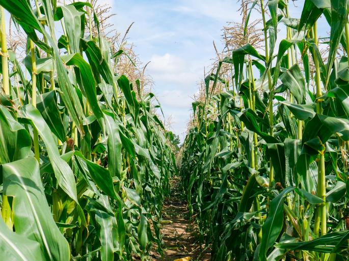 The sweetcorn that has grown has turned out to be seedless; Due to bogus seeds, the cost was also lost, the crop was also lost | उगवलेली मधुमका निघाली वांझोटी; बोगस बियाण्यांमुळे खर्चही गेला, पिकही गेले The sweetcorn that has grown has turned out to be seedless; Due to bogus seeds, the cost was also lost, the crop was also lost | उगवलेली मधुमका निघाली वांझोटी; बोगस बियाण्यांमुळे खर्चही गेला, पिकही गेले