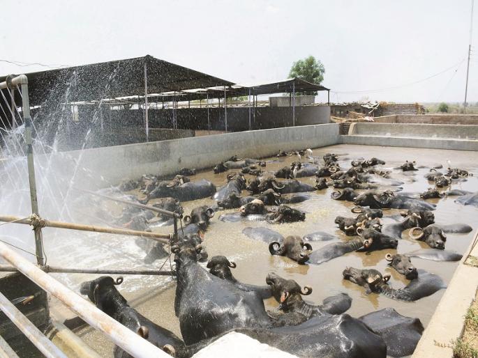 Swimming pool for the buffalo; constructed by the farmer by taking loan | उसनवारीवर पाणी घेऊन शेतकऱ्याने उभारला म्हशींसाठी जलतरण तलाव Swimming pool for the buffalo; constructed by the farmer by taking loan | उसनवारीवर पाणी घेऊन शेतकऱ्याने उभारला म्हशींसाठी जलतरण तलाव