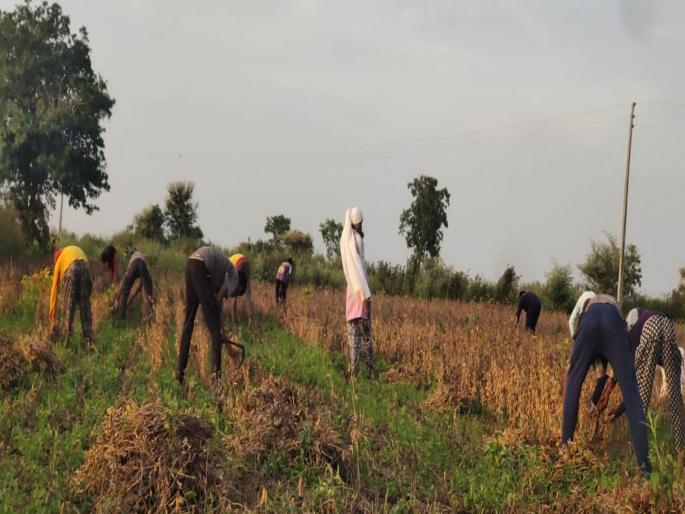 'Krishi's prediction came true; Soybean acreage decreased | ‘कृषी’चा अंदाज खरा ठरला; सोयाबीनचा एकरी उतार घटला 'Krishi's prediction came true; Soybean acreage decreased | ‘कृषी’चा अंदाज खरा ठरला; सोयाबीनचा एकरी उतार घटला