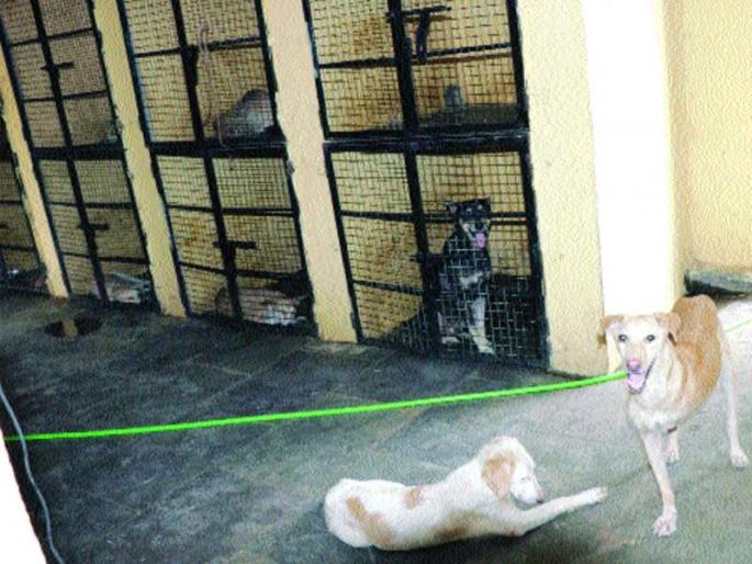 Dogs took care of employees | श्वानांना लागला कर्मचाऱ्यांचा लळा Dogs took care of employees | श्वानांना लागला कर्मचाऱ्यांचा लळा