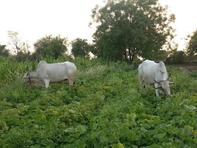 Farmers desperate; Animals left in the vegetable farms | बळीराजा हताश; भाजीपाल्यात सोडली जनावरे Farmers desperate; Animals left in the vegetable farms | बळीराजा हताश; भाजीपाल्यात सोडली जनावरे