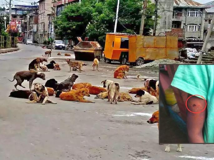Wretched dogs broke the bonds of seven men; | पिसाळलेल्या श्वानांनी तोडले सात जणांचे लचके, जखमीत पाच बालकांचा समावेश Wretched dogs broke the bonds of seven men; | पिसाळलेल्या श्वानांनी तोडले सात जणांचे लचके, जखमीत पाच बालकांचा समावेश