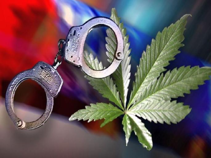 Trafficker 'Pyare Khan' who brought ganja from MP arrested; 1.784 kg of ganja seized | एमपीतून गांजा आणणारा तस्कर ‘प्यारे खाँ’ अटकेत; १.७८४ किलोग्रॅम गांजा जप्त Trafficker 'Pyare Khan' who brought ganja from MP arrested; 1.784 kg of ganja seized | एमपीतून गांजा आणणारा तस्कर ‘प्यारे खाँ’ अटकेत; १.७८४ किलोग्रॅम गांजा जप्त