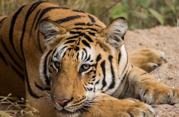 12 calf hunted by tiger; Events in Chandrapur district | वाघाने केली १२ वासरांची शिकार; चंद्रपूर जिल्ह्यातील घटना