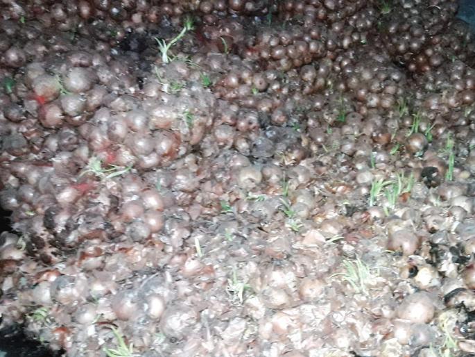 Iran's Onion Storage; Distress of citizens by stench | इराणच्या कांद्याची साठवणूक; दुर्गंधीने नागरिकांना त्रास