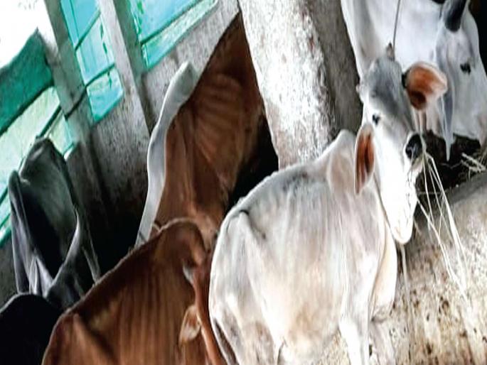 Mokat cattle, protection of illegal herds; Demand action against Municipal Corporation | मोकाट गुरे, बेकायदा गोठ्यांना संरक्षण; महापालिकेकडे कारवाईची मागणी Mokat cattle, protection of illegal herds; Demand action against Municipal Corporation | मोकाट गुरे, बेकायदा गोठ्यांना संरक्षण; महापालिकेकडे कारवाईची मागणी