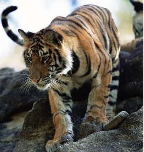 Jungle safari in Melghat is in trouble | मेळघाटात जंगल सफारी वांध्यात! Jungle safari in Melghat is in trouble | मेळघाटात जंगल सफारी वांध्यात!