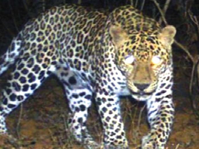 Leopard imprisonment in forest department's trap camera; Calf hunting | वन विभागाच्या ट्रॅप कॅमेऱ्यात बिबट्या कैद; वासराची केली शिकार Leopard imprisonment in forest department's trap camera; Calf hunting | वन विभागाच्या ट्रॅप कॅमेऱ्यात बिबट्या कैद; वासराची केली शिकार