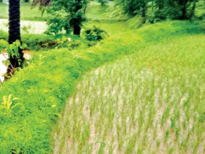 Paddy was not compensated for it | भातपिकाची नुकसानभरपाई मिळाली नाही Paddy was not compensated for it | भातपिकाची नुकसानभरपाई मिळाली नाही