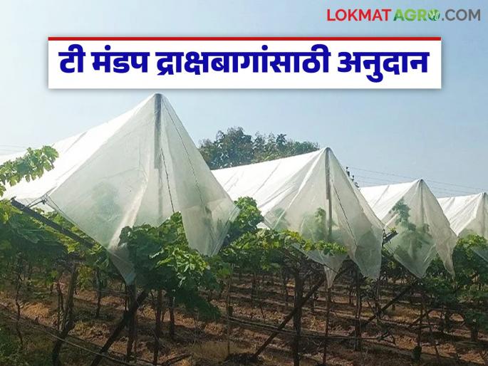 Latest News Subsidy for Tea Pavilion grape farms, an important decision for grape growers in nashik district | टी मंडप द्राक्षबागांसाठी अनुदान, नाशिक जिल्ह्यातील द्राक्ष उत्पादकांसाठी महत्त्वाचा निर्णय