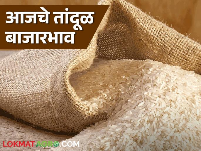 latest News Tandul Market see market price of basmati rice in Pune market see details | Tandul Market : पुण्यात बासमती तांदळाला काय भाव मिळतोय? वाचा तांदळाचे बाजारभाव  latest News Tandul Market see market price of basmati rice in Pune market see details | Tandul Market : पुण्यात बासमती तांदळाला काय भाव मिळतोय? वाचा तांदळाचे बाजारभाव