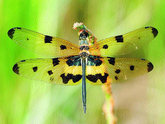 Increasing habitat of insects in saws; Clever, species of abrasions were found | आरेमध्ये कीटकांचा वाढता अधिवास; चतुर, टाचण्यांच्या ५२ प्रजाती आढळल्या Increasing habitat of insects in saws; Clever, species of abrasions were found | आरेमध्ये कीटकांचा वाढता अधिवास; चतुर, टाचण्यांच्या ५२ प्रजाती आढळल्या
