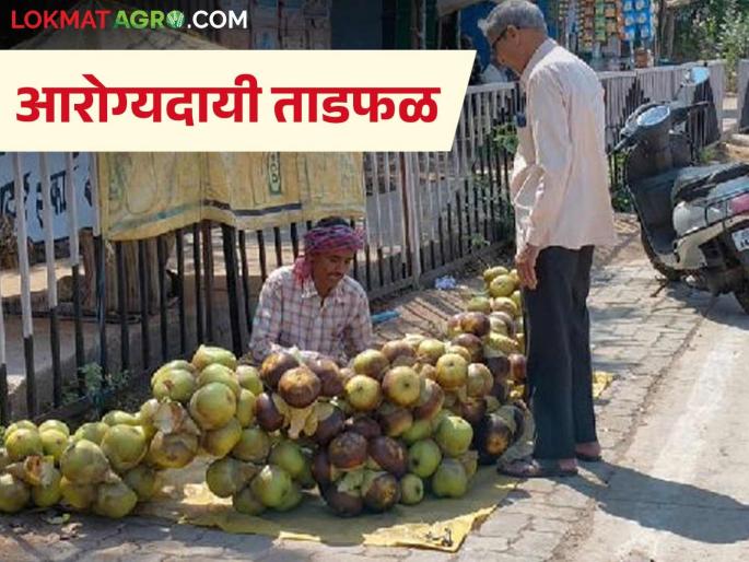 Latest News Tadfal Fruit Eat palm, reduce body temperature, see characteristics tadfal | Tadfal Fruit : ताडफळ खा, शरीरातील तापमान कमी करा, काय आहे फळाची वैशिष्ट्ये?  Latest News Tadfal Fruit Eat palm, reduce body temperature, see characteristics tadfal | Tadfal Fruit : ताडफळ खा, शरीरातील तापमान कमी करा, काय आहे फळाची वैशिष्ट्ये?