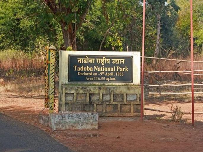 Tadoba scam of Rs 12 crore; ED raids | ‘ताडोबा’ला १२ कोटींचा गंडा; ईडीची धाड