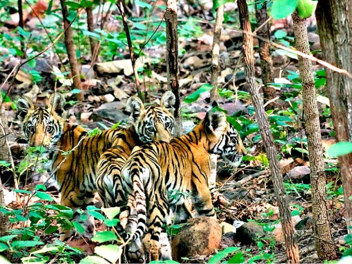 Mayuri in Tadoba raised the possibility of a massacre | ताडोबातील ‘मयुरी’ वाघिणीच्या घातपाताची शक्यता बळावली Mayuri in Tadoba raised the possibility of a massacre | ताडोबातील ‘मयुरी’ वाघिणीच्या घातपाताची शक्यता बळावली