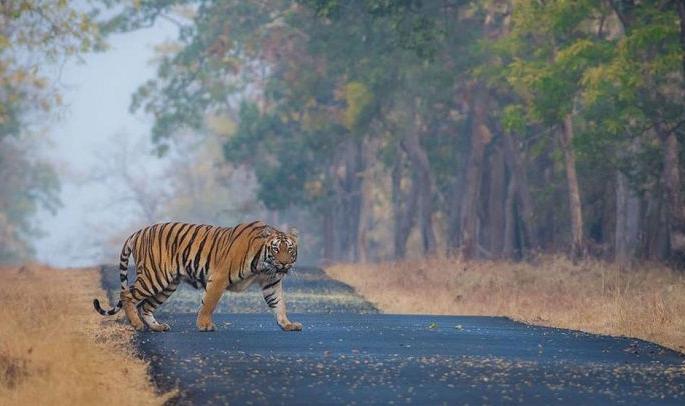 Silk Tourism, an initiative of the Silk Directorate to be launched at the Tadoba Tiger Project; One acre of land available from the Forest Department | ताडोबा व्याघ्र प्रकल्पात सुरू होणार रेशीम पर्यटन, रेशीम संचालनालयाचा उपक्रम; वनविभागाकडून एक एकर जागा उपलब्ध Silk Tourism, an initiative of the Silk Directorate to be launched at the Tadoba Tiger Project; One acre of land available from the Forest Department | ताडोबा व्याघ्र प्रकल्पात सुरू होणार रेशीम पर्यटन, रेशीम संचालनालयाचा उपक्रम; वनविभागाकडून एक एकर जागा उपलब्ध