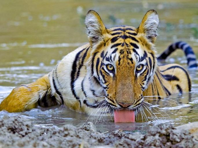 Tourism in the core area of Tadoba Tiger Reserve starts from October 1 | ताडोबा व्याघ्र प्रकल्पाच्या कोअर क्षेत्रात १ ऑक्टोबरपासून पर्यटन सुरू Tourism in the core area of Tadoba Tiger Reserve starts from October 1 | ताडोबा व्याघ्र प्रकल्पाच्या कोअर क्षेत्रात १ ऑक्टोबरपासून पर्यटन सुरू