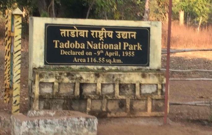... then Tadoba's buffer gate will close; Guides and drivers use mobiles | ...तर ताडोबाचे बफर गेटच करणार बंद; गाईड्स आणि चालक वापरतात मोबाईल