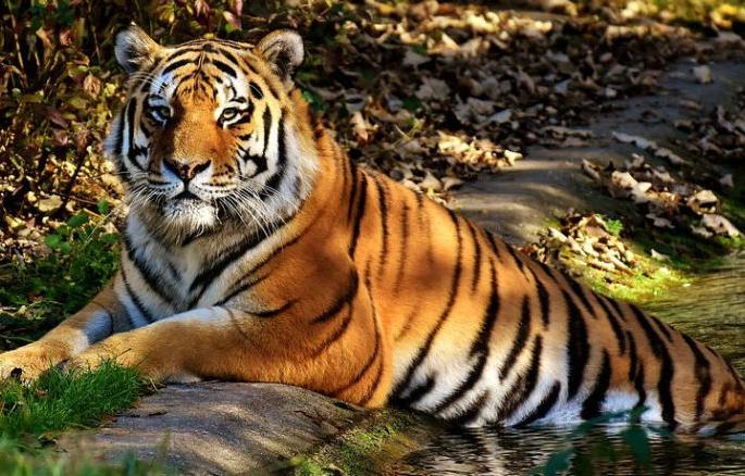 The Weather Observation Tower is about to enter the tourist service of Tadoba | ताडोबातील पर्यटकांच्या सेवेत दाखल होऊ पहातोय वेदर ऑब्झर्व्हेशन टॉवर The Weather Observation Tower is about to enter the tourist service of Tadoba | ताडोबातील पर्यटकांच्या सेवेत दाखल होऊ पहातोय वेदर ऑब्झर्व्हेशन टॉवर