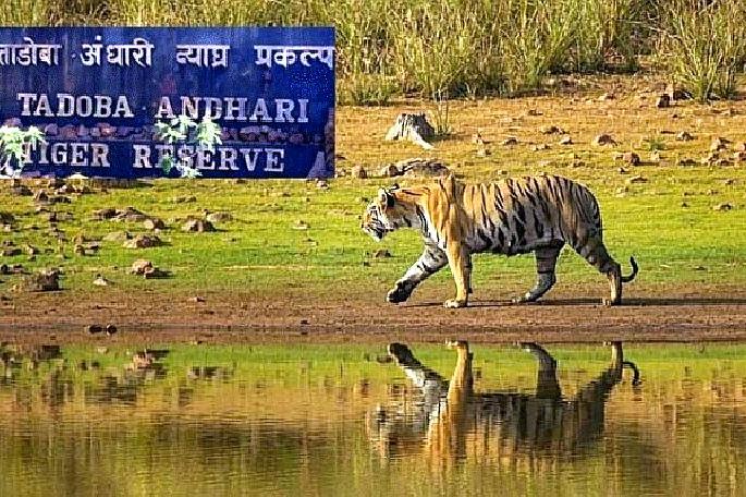 If drivers and guides violate the rules, the gates of the Tadoba project they are using will be closed for the rest of the year says management | ... तर ताडाेबाचे ‘ते’ गेट वर्षभरासाठी बंद करणार; ताडाेबाच्या उपसंचालकांचा इशारा If drivers and guides violate the rules, the gates of the Tadoba project they are using will be closed for the rest of the year says management | ... तर ताडाेबाचे ‘ते’ गेट वर्षभरासाठी बंद करणार; ताडाेबाच्या उपसंचालकांचा इशारा