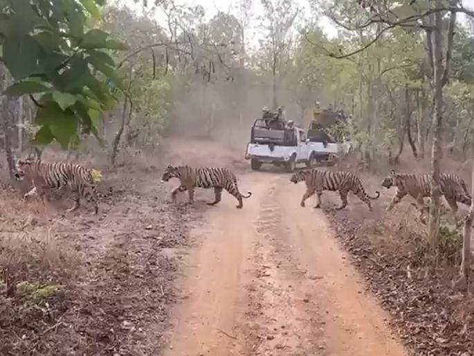 tiger herd seen in tadoba video goes viral on social media | पर्यटक घेत होते वाघांच्या कळपाचे विलोभनीय दर्शन, इतक्यात झालं असं काही की... tiger herd seen in tadoba video goes viral on social media | पर्यटक घेत होते वाघांच्या कळपाचे विलोभनीय दर्शन, इतक्यात झालं असं काही की...