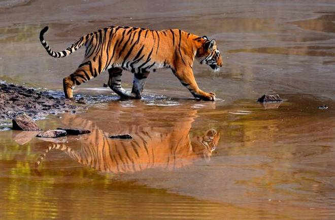 Bramhpuri's e-forest female tiger of Melghat, now will increase the number of tigers in the maharashtra | ब्रम्हपुरीची ई-'वन वाघीण' मेळघाटात, आता राज्यातील वाघांची संख्या वाढणार Bramhpuri's e-forest female tiger of Melghat, now will increase the number of tigers in the maharashtra | ब्रम्हपुरीची ई-'वन वाघीण' मेळघाटात, आता राज्यातील वाघांची संख्या वाढणार