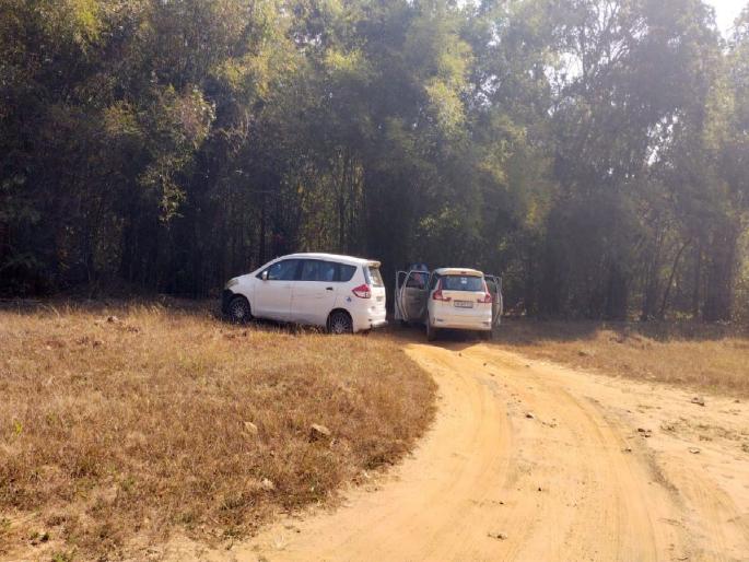 forest department takes strict action against tourist for playing songs and partying in Tadoba buffer zone | ताडोबाच्या बफर क्षेत्रात गाणे वाजवणे पर्यटकांना पडले महागात; वनविभागाची कडक कारवाई forest department takes strict action against tourist for playing songs and partying in Tadoba buffer zone | ताडोबाच्या बफर क्षेत्रात गाणे वाजवणे पर्यटकांना पडले महागात; वनविभागाची कडक कारवाई