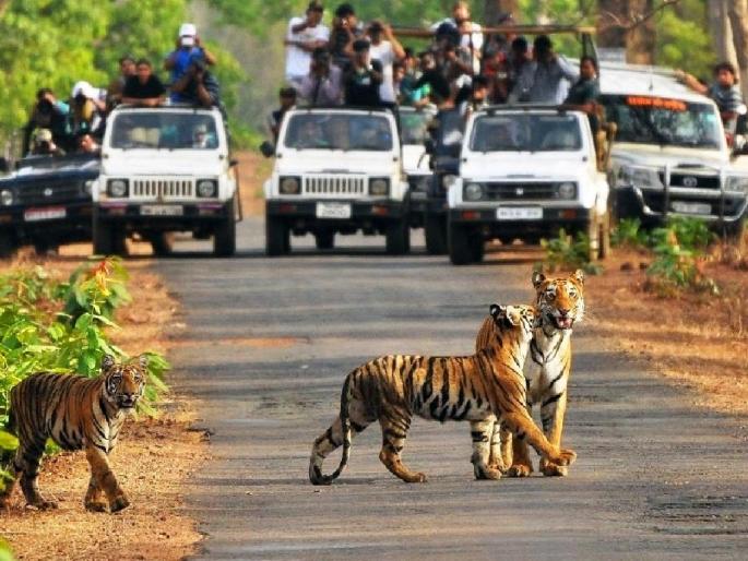 Tadoba reserve core zone to shut for visitors during rain from July 1 | १ जुलैपासून ताडोबा पर्यटनासाठी बंद; बफर झोन राहणार सुरू Tadoba reserve core zone to shut for visitors during rain from July 1 | १ जुलैपासून ताडोबा पर्यटनासाठी बंद; बफर झोन राहणार सुरू