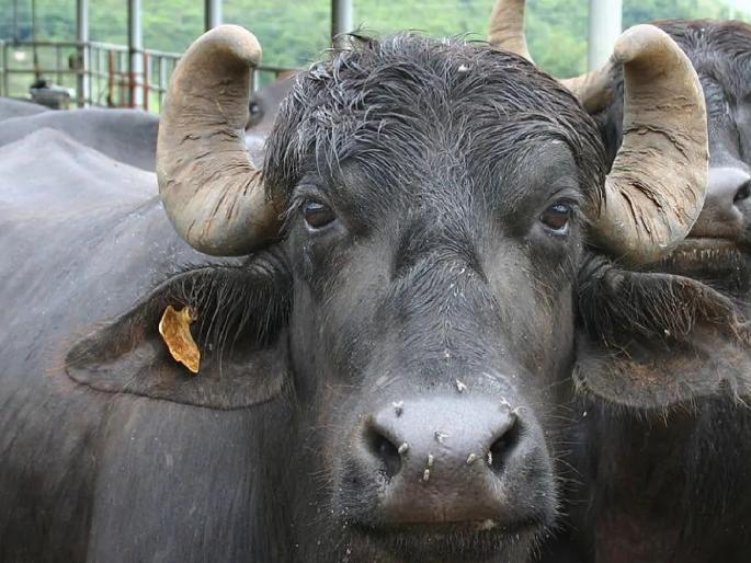 tagging the ears of cattle, otherwise stop buying and selling; Decision of State Animal Husbandry Department | गुरांच्या कानाला टॅगिंग करा, अन्यथा खरेदी-विक्री बंद; राज्य पशुसंवर्धन विभागाचा निर्णय tagging the ears of cattle, otherwise stop buying and selling; Decision of State Animal Husbandry Department | गुरांच्या कानाला टॅगिंग करा, अन्यथा खरेदी-विक्री बंद; राज्य पशुसंवर्धन विभागाचा निर्णय