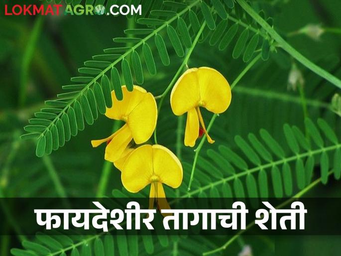 Production of sesbania tag crop seed production useful for green manure | हिरवळीच्या खतासाठी उपयोगी तागाचे बियाणे उत्पादनातून मिळावा अधिकचा नफा Production of sesbania tag crop seed production useful for green manure | हिरवळीच्या खतासाठी उपयोगी तागाचे बियाणे उत्पादनातून मिळावा अधिकचा नफा