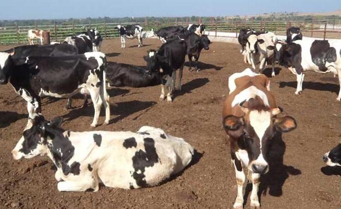 Complete online registration of tagged animals | टॅग लावलेल्या जनावरांची ऑनलाईन नोंदणी पूर्ण