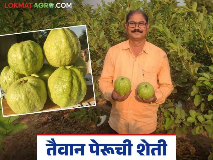 Latest News chandrapur collage Professor Taiwan Peru Farming, Production of lakhs at low cost, Read in detail | Taiwan Peru Farming : प्राध्यापकाची तैवान पेरूची शेती, कमी खर्चात लाखोंचे उत्पादन, वाचा सविस्तर  Latest News chandrapur collage Professor Taiwan Peru Farming, Production of lakhs at low cost, Read in detail | Taiwan Peru Farming : प्राध्यापकाची तैवान पेरूची शेती, कमी खर्चात लाखोंचे उत्पादन, वाचा सविस्तर