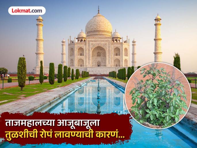 Why tulsi plant planted all around the taj mahal know the reason | ताजमहालच्या चारही बाजूला का लावण्यात आली तुळशीची भरपूर रोपं? कारण वाचून व्हाल अवाक्... Why tulsi plant planted all around the taj mahal know the reason | ताजमहालच्या चारही बाजूला का लावण्यात आली तुळशीची भरपूर रोपं? कारण वाचून व्हाल अवाक्...